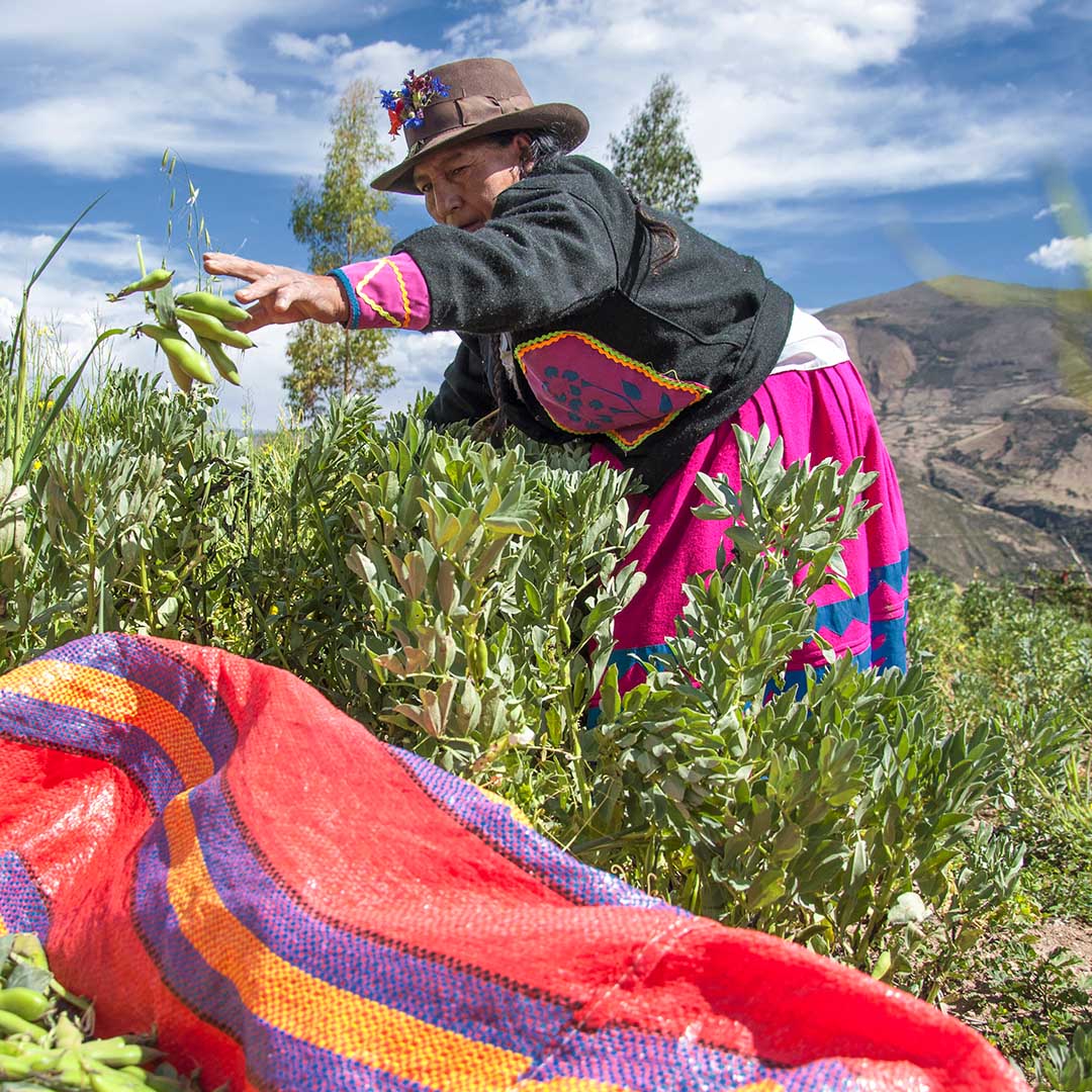Ayacucho Ayacucho