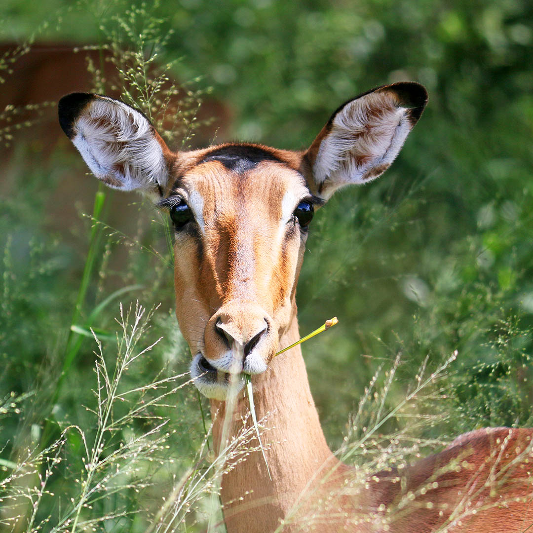 Kruger National Park